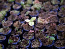 Com o mundo vegetal enfrentando uma série de desafios provocados pelo homem — incluindo erosão, desmatamento, poluição e uma crescente crise de extinção — teme-se cada vez mais que o futuro da biodiversidade e das plantações do mundo esteja ameaçado