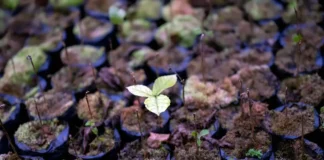 Com o mundo vegetal enfrentando uma série de desafios provocados pelo homem — incluindo erosão, desmatamento, poluição e uma crescente crise de extinção — teme-se cada vez mais que o futuro da biodiversidade e das plantações do mundo esteja ameaçado