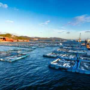 Exportações da piscicultura nacional crescem 174% no terceiro trimestre Exportações da piscicultura nacional cresceram 174% no terceiro trimestre