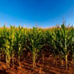 O projeto também resultará na produção de farelo para nutrição animal e óleo de milho