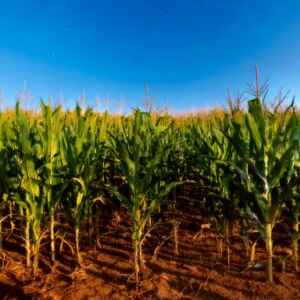 BNDES aprova R$ 500 milhões para planta de etanol de milho no Paraná O projeto também resultará na produção de farelo para nutrição animal e óleo de milho