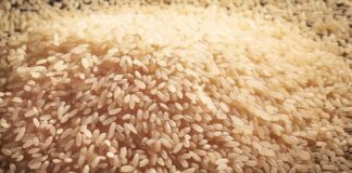 Programa deve fomentar produção de arroz por pequenos e médios agricultores