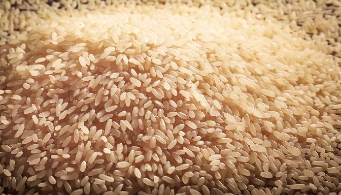 Programa deve fomentar produção de arroz por pequenos e médios agricultores