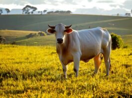 Carne Bovina: Pilar da Exportação Brasileira