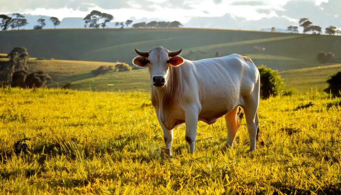 Carne Bovina: Pilar da Exportação Brasileira