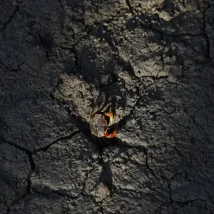 Manguezais têm potencial de gerar R$ 49 bilhões em crédito de carbono Manguezais da Baía de Guanabara estocam carbono azul