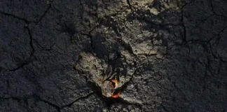 Manguezais da Baía de Guanabara estocam carbono azul