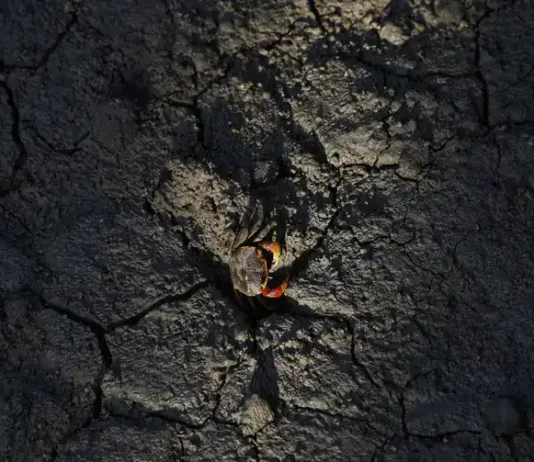 Manguezais da Baía de Guanabara estocam carbono azul