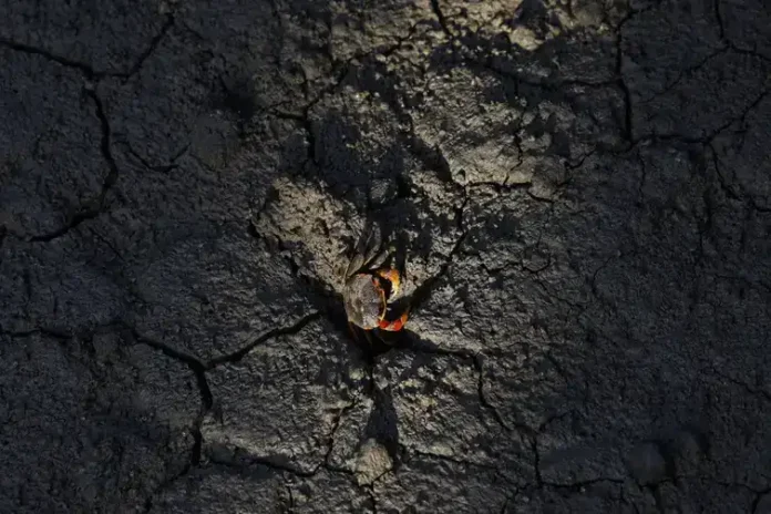 Manguezais da Baía de Guanabara estocam carbono azul Manguezais da Baía de Guanabara estocam carbono azul