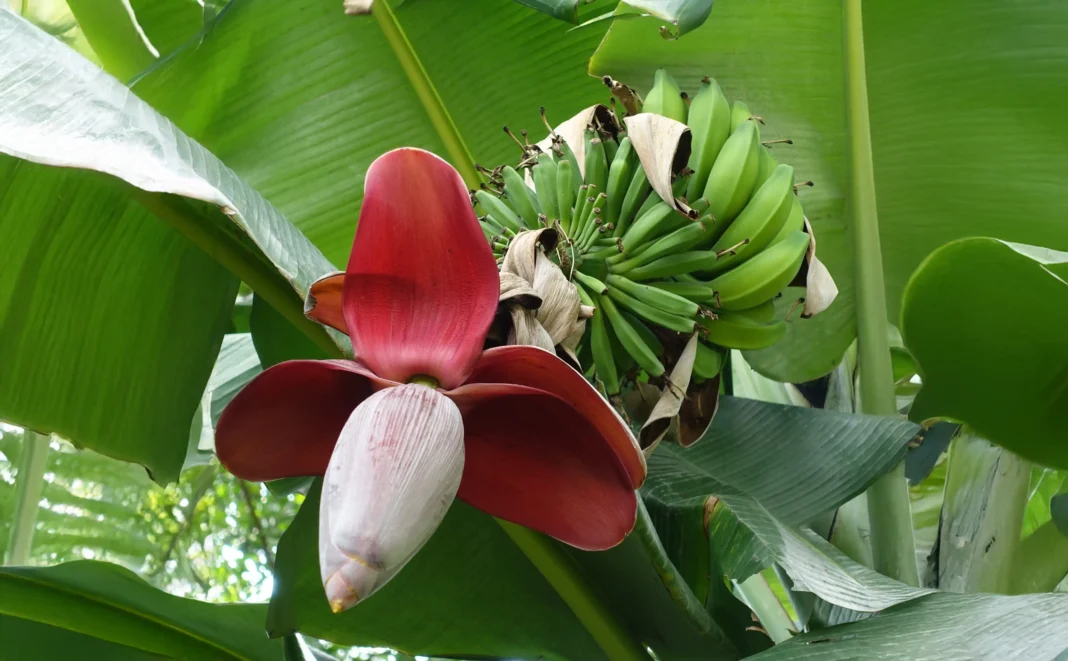 Musa balbisiana crescendo no Vietnã, uma espécie de banana selvagem com algumas características de domesticação