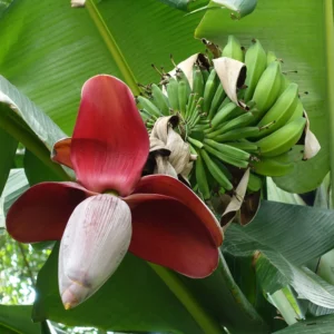 Preservando os recursos genéticos da Natureza Musa balbisiana crescendo no Vietnã, uma espécie de banana selvagem com algumas características de domesticação