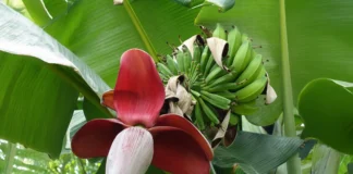 Musa balbisiana crescendo no Vietnã, uma espécie de banana selvagem com algumas características de domesticação