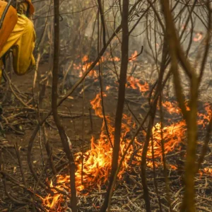 Por que a América do Sul está queimando Nos primeiros oito meses do ano, os incêndios propagaram-se sobretudo em zonas de vegetação autóctone, que representaram 70% do total da área ardida