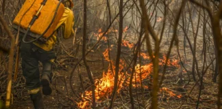 Nos primeiros oito meses do ano, os incêndios propagaram-se sobretudo em zonas de vegetação autóctone, que representaram 70% do total da área ardida