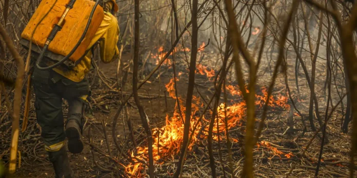 Nos primeiros oito meses do ano, os incêndios propagaram-se sobretudo em zonas de vegetação autóctone, que representaram 70% do total da área ardida