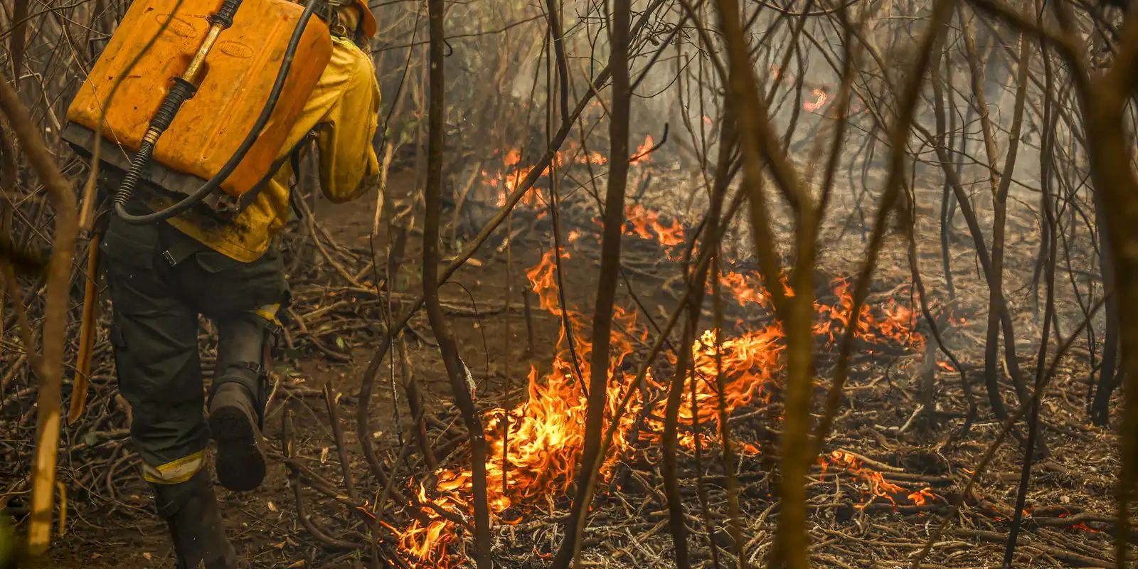 Nos primeiros oito meses do ano, os incêndios propagaram-se sobretudo em zonas de vegetação autóctone, que representaram 70% do total da área ardida