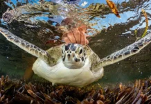 Entre redes, plástico e calor: A corrida pela sobrevivência das tartarugas no Brasil Shane Gross venceu a categoria Ocean Conservation (Hope) com esta imagem de uma tartaruga marinha verde em Seychelles sendo liberada por um pesquisador após ser acidentalmente capturada enquanto os pesquisadores tentavam capturar tubarões. Agindo rapidamente, eles desembaraçaram a tartaruga, fizeram medições e a marcaram antes de soltá-la.