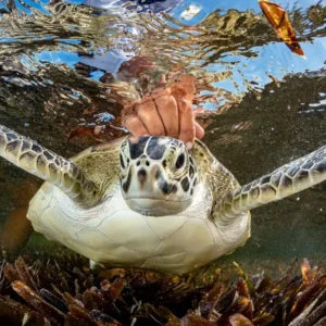 Entre redes, plástico e calor: A corrida pela sobrevivência das tartarugas no Brasil Shane Gross venceu a categoria Ocean Conservation (Hope) com esta imagem de uma tartaruga marinha verde em Seychelles sendo liberada por um pesquisador após ser acidentalmente capturada enquanto os pesquisadores tentavam capturar tubarões. Agindo rapidamente, eles desembaraçaram a tartaruga, fizeram medições e a marcaram antes de soltá-la.