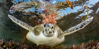 Entre redes, plástico e calor: A corrida pela sobrevivência das tartarugas no Brasil Shane Gross venceu a categoria Ocean Conservation (Hope) com esta imagem de uma tartaruga marinha verde em Seychelles sendo liberada por um pesquisador após ser acidentalmente capturada enquanto os pesquisadores tentavam capturar tubarões. Agindo rapidamente, eles desembaraçaram a tartaruga, fizeram medições e a marcaram antes de soltá-la.