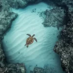 Uma tartaruga marinha nada em um recife de corais no Havaí. A acidificação do oceano, que está prestes a cruzar uma fronteira para um território de alto risco, pode afetar a formação do esqueleto de corais