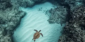 Uma tartaruga marinha nada em um recife de corais no Havaí. A acidificação do oceano, que está prestes a cruzar uma fronteira para um território de alto risco, pode afetar a formação do esqueleto de corais