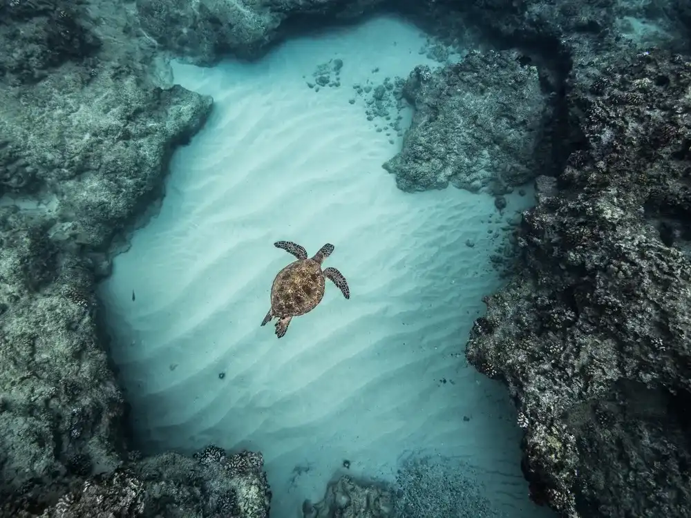 Uma tartaruga marinha nada em um recife de corais no Havaí. A acidificação do oceano, que está prestes a cruzar uma fronteira para um território de alto risco, pode afetar a formação do esqueleto de corais