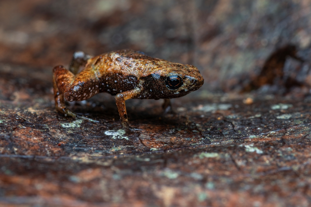 Brachycephalus dacnis: Nova espécie de sapo-pulga descoberta na mata Atlântica 1 Sapo-pulga em ambiente natural Imagem: Lucas Machado Botelho / Projeto Dacnis