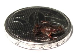 Sapo-pulga Brachycephalus dacnis pode ter menos de 7 milímetros foto: Luís Felipe Toledo/IB-Unicamp