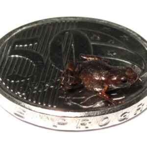 Brachycephalus dacnis: Nova espécie de sapo-pulga descoberta na mata Atlântica Sapo-pulga Brachycephalus dacnis pode ter menos de 7 milímetros foto: Luís Felipe Toledo/IB-Unicamp