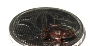 Sapo-pulga Brachycephalus dacnis pode ter menos de 7 milímetros foto: Luís Felipe Toledo/IB-Unicamp