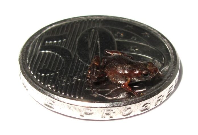 na-moeda Sapo-pulga Brachycephalus dacnis pode ter menos de 7 milímetros foto: Luís Felipe Toledo/IB-Unicamp