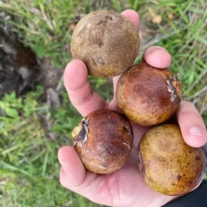 BNDES Aprova R$ 258 Milhões para Desenvolvimento da Macaúba como Fonte de Combustíveis Renováveis BNDES aprova R$ 258 milhões para desenvolver macaúba para combustíveis