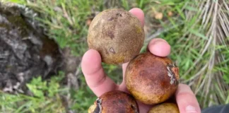 BNDES aprova R$ 258 milhões para desenvolver macaúba para combustíveis