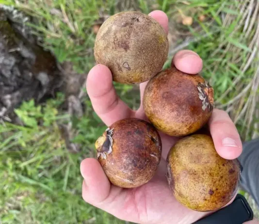 BNDES aprova R$ 258 milhões para desenvolver macaúba para combustíveis