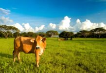 Banco do Brasil inicia programa de pecuária sustentável