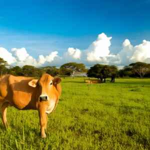 Banco do Brasil inicia programa de pecuária sustentável