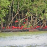 Pesquisa aponta que apenas 5% dos recursos dos oceanos são conhecidos conservação