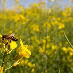 Preservar os biomas: A maneira mais eficiente de aproveitar os benefícios da natureza biomas