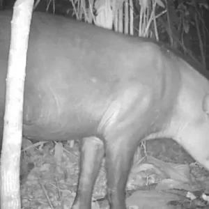 Agropalma reverencia Patrícia Medici – liderança mundial de conservação da vida selvagem, e reafirma seu compromisso com a valorização das mulheres Anta na reserva florestal de preservação da Agropalma, registrada pelo sistema de monitoramento, de forma remota por meio de “armadilhas fotográficas”. A anta é uma espécie sentinela, o que significa que serve como indicadora da saúde dos ecossistemas e dos seres que ali habitam. Apesar de sua importância, a espécie está classificada como vulnerável à extinção na Lista Vermelha da União Internacional para a Conservação da Natureza (IUCN).