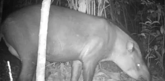 Anta na reserva florestal de preservação da Agropalma, registrada pelo sistema de monitoramento, de forma remota por meio de “armadilhas fotográficas”. A anta é uma espécie sentinela, o que significa que serve como indicadora da saúde dos ecossistemas e dos seres que ali habitam. Apesar de sua importância, a espécie está classificada como vulnerável à extinção na Lista Vermelha da União Internacional para a Conservação da Natureza (IUCN).