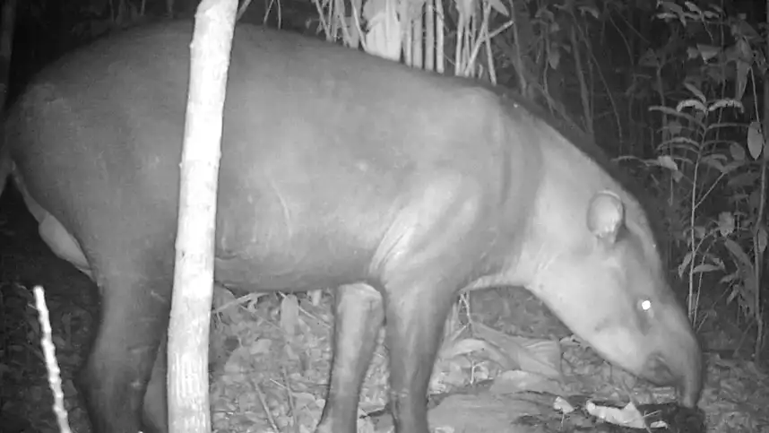 Anta na reserva florestal de preservação da Agropalma, registrada pelo sistema de monitoramento, de forma remota por meio de “armadilhas fotográficas”. A anta é uma espécie sentinela, o que significa que serve como indicadora da saúde dos ecossistemas e dos seres que ali habitam. Apesar de sua importância, a espécie está classificada como vulnerável à extinção na Lista Vermelha da União Internacional para a Conservação da Natureza (IUCN).