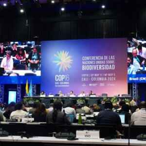 COP sem fim: Falta de consenso em financiamento deixa conferência da biodiversidade sem conclusão biodiversidade