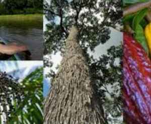 COP16: Brasil e BID anunciam novas iniciativas para preservar a Amazônia e impulsionar bioeconomia BID