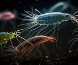 Estudos revelam toxicidade de metais em organismos marinhos metais