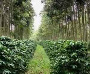 Curso EAD destaca importância dos sistemas agroflorestais na Amazônia curso