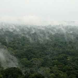 Formação de Novas Partículas Acima das Árvores Contribui para Chuvas na Amazônia partículas