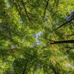 Árvores resfriam melhor do que telhados refletivos Árvores