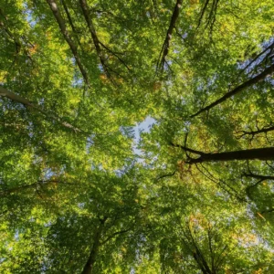 Árvores resfriam melhor do que telhados refletivos Árvores
