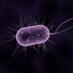 Imagine um mundo onde dispositivos eletrônicos são alimentados por organismos vivos e biodegradam após o uso, eliminando o problema do lixo eletrônico. É uma área de pesquisa real e crescente conhecida como bioeletrônica