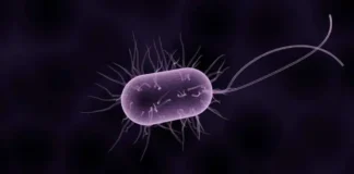 Imagine um mundo onde dispositivos eletrônicos são alimentados por organismos vivos e biodegradam após o uso, eliminando o problema do lixo eletrônico. É uma área de pesquisa real e crescente conhecida como bioeletrônica